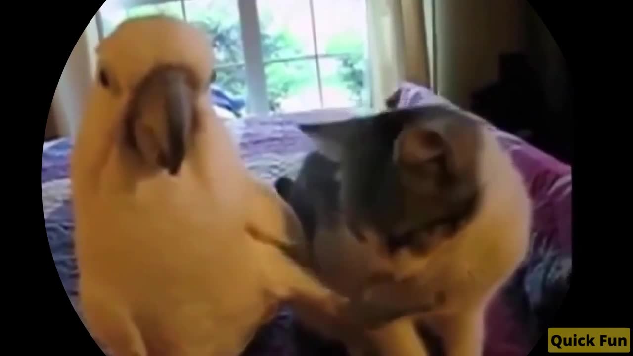 Funny Grumpy Pet Video