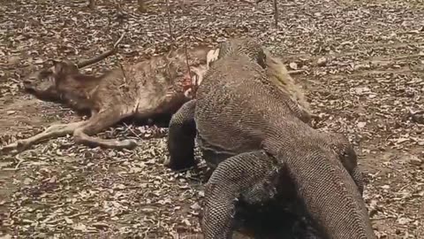 Komodo Dragon FEAST!🦎🦌👀😯