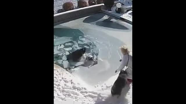 Beautiful rescue of a dog under the ice