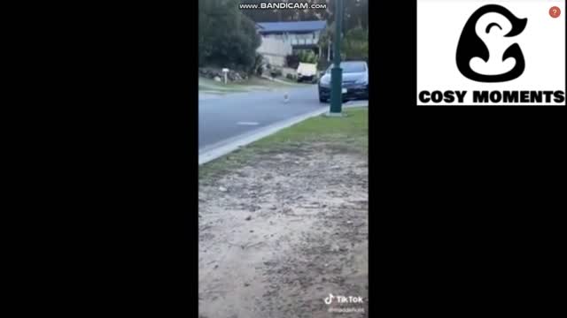 EPIC FUNNY ANIMAL COMPILATION - FUNNY PET VIDEOS