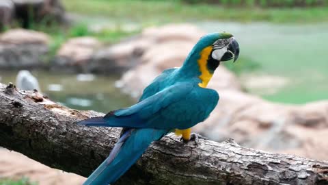 Enjoy watching this wonderful parrot