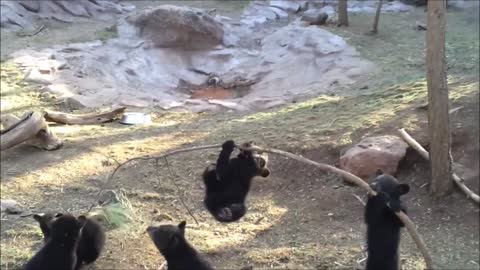 Funny bear puppy playing