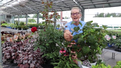 Smart Tips For September Gardening