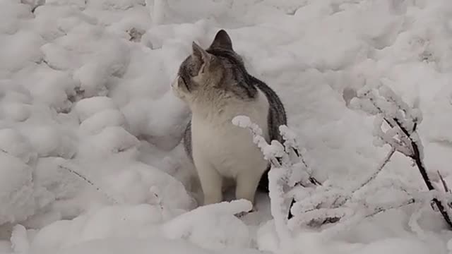 Cute Beautiful Little cats 🤗 SOO cute! Cute funny cat videos cute moments of 2022