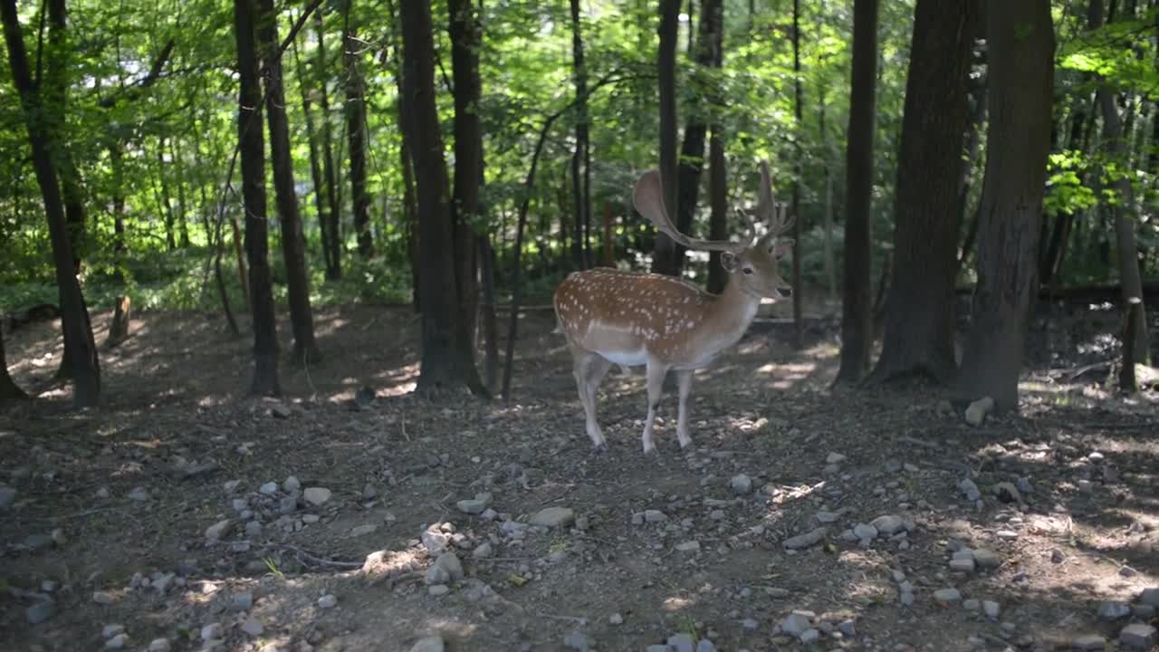 A Herd Of Dappled Deer go through forest