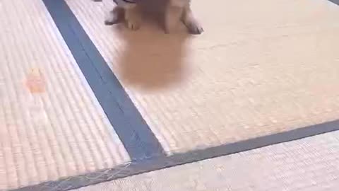 A dog that loves to dance