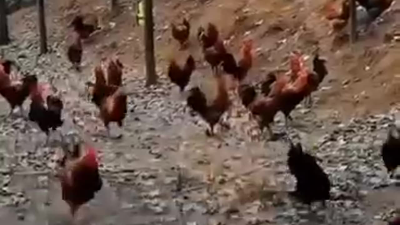 Unlucky chicken