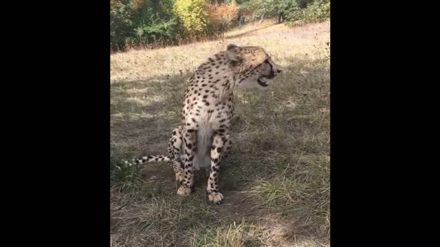 ORIGINAL SOUND OF A GUEPARD