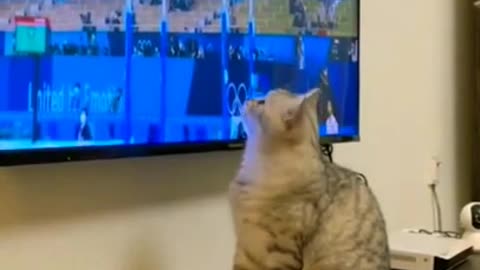 funny cat short video