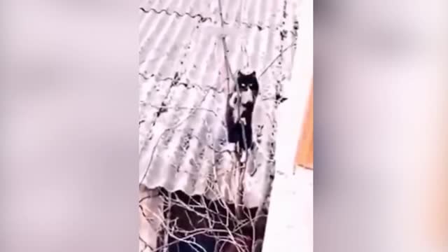 Funny pets #2