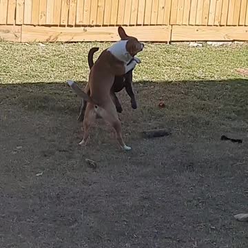 Tucker And Claire Bear Have A Great Time Outside