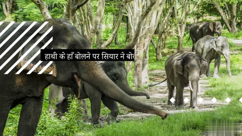 elephant and siyar storys