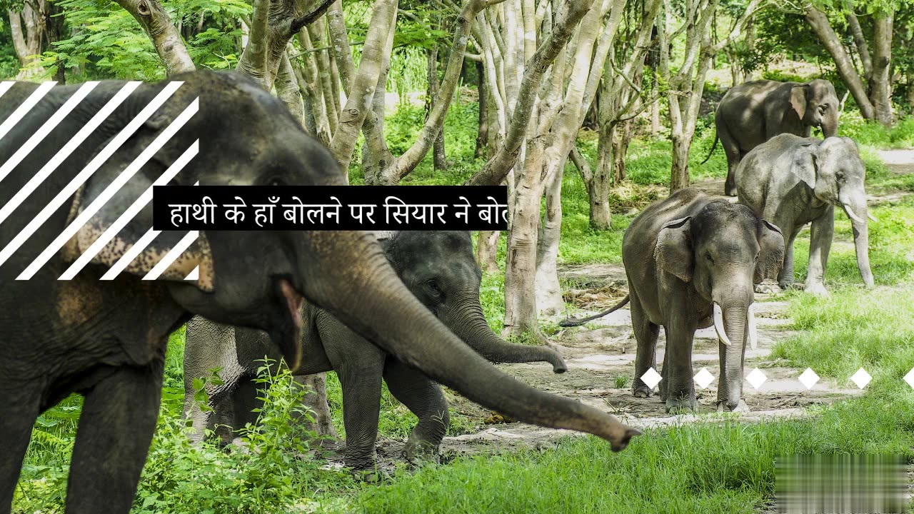 elephant and siyar storys