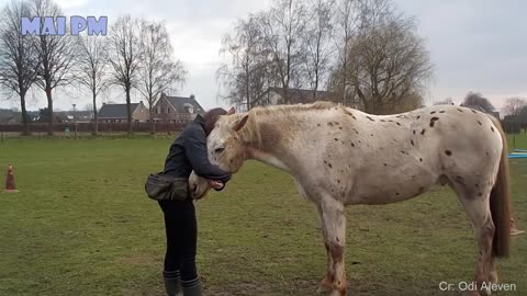 Cute Horses - Horse showing love to the Human