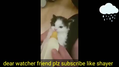 How to bath your cate//Kitten Cat ki daily routeen