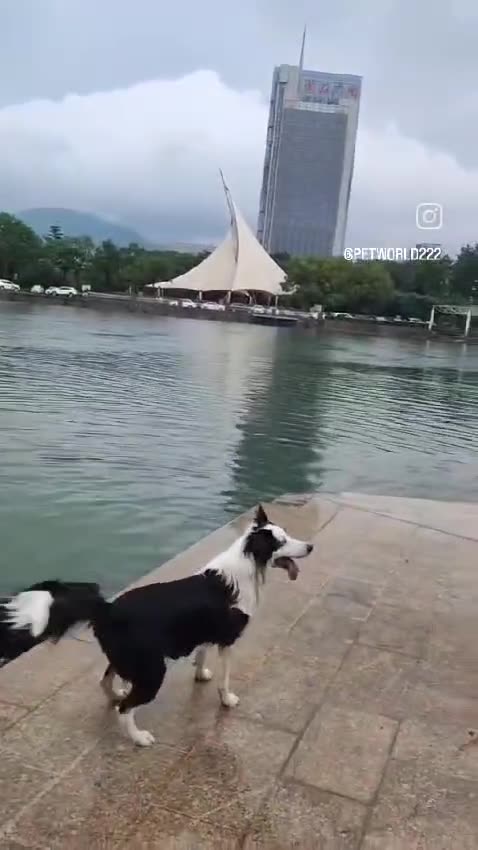 Did you see that? The dog slipped! Was it on purpose or just an epic fail? 🐕💦😂