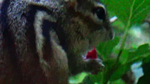 Chipmunk