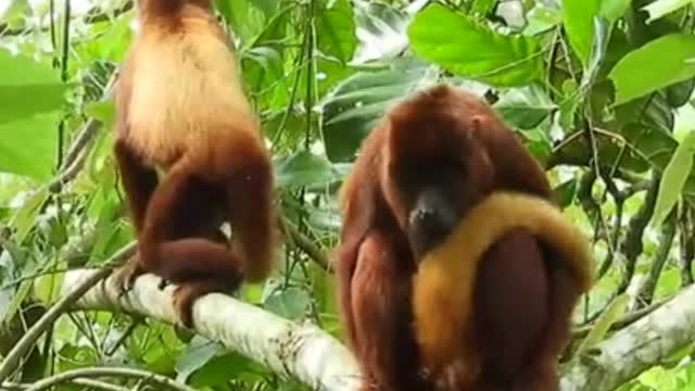 Howler monkey