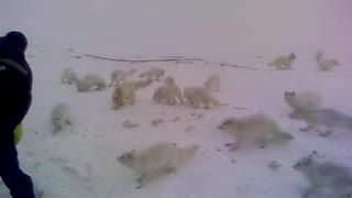 Arctic fox. evening meal. wonderful animal. -50 °