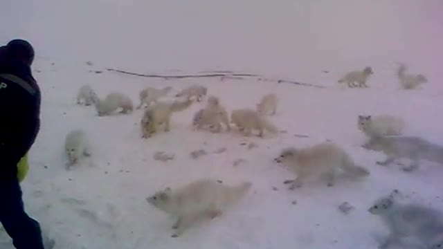 Arctic fox. evening meal. wonderful animal. -50 °