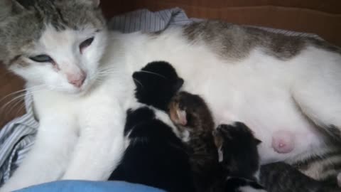 my cut mother cat with her baby kittens ⋆