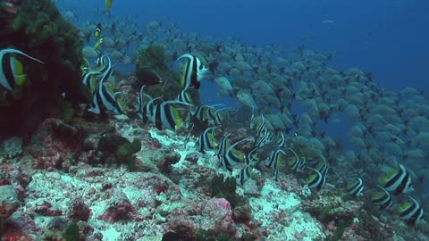 Tropical Fish Banner Fish on Coral Reef 3