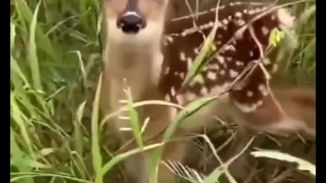 The lost deer is calling its mother!