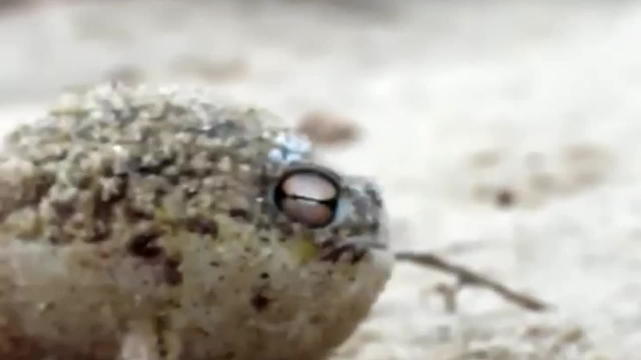 This Is A Black Rain Forest Frog