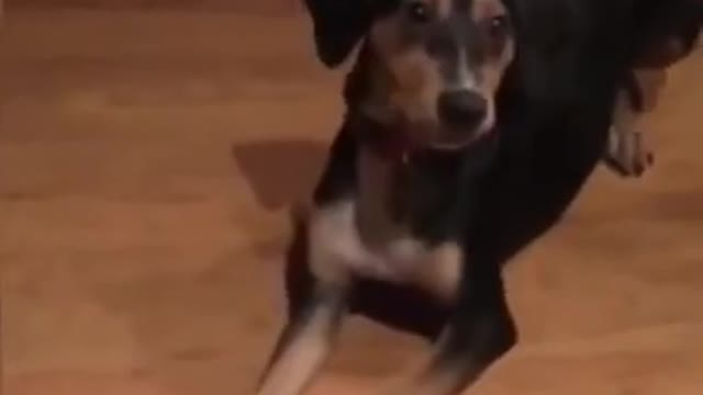 Funny Dog Fails 2021 - Try not to laugh 😂 😆