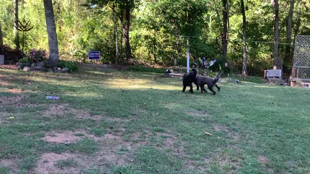 Poodle Run