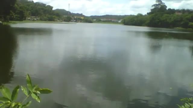 Linda visão do açude ao lado das folhas na ponte, linda paisagem natural [Nature & Animals]