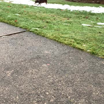 Going for a ride with Chester