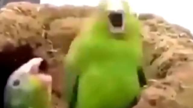 Birds Funny Dance 🤣🤣