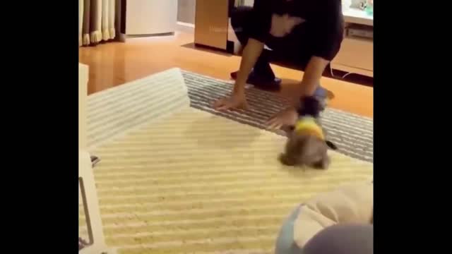 funny video when the cat is working