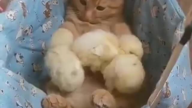 cute cats