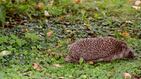 See the hedgehog is beautiful cinematic