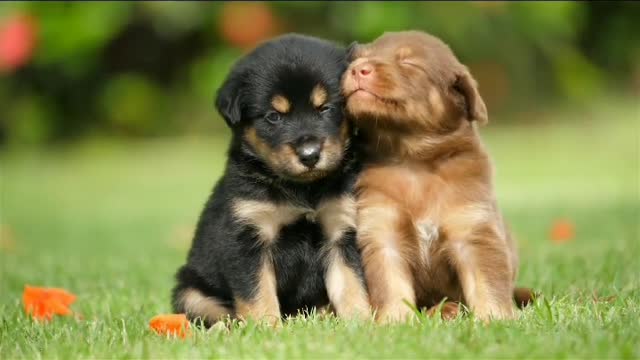cute puppies love