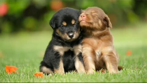 cute puppies love