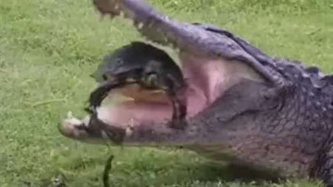 This turtle saw life flash before its own eyes😱 #animals #crazy #turtle #alligator