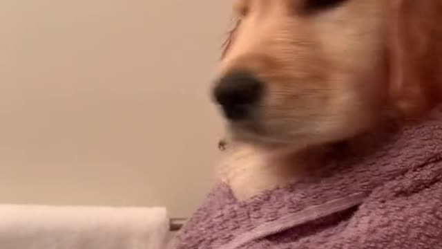 When I deal with more people, the more I like dogs