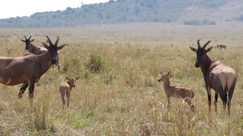 Kenya 4x4 Self Drive Safari / Travel Video