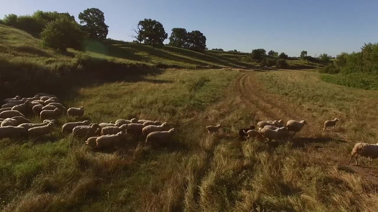 Group of sheep is running. Hoofed animals on the meadow