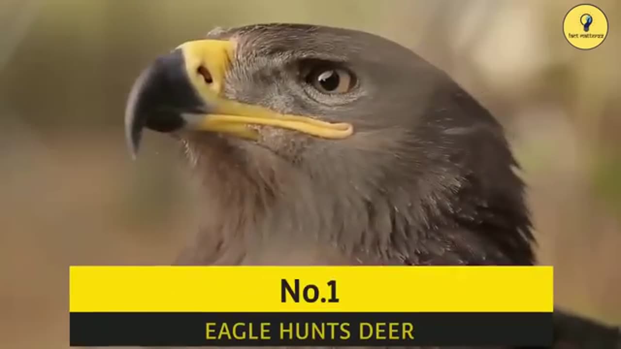 Top 5 Eagle Attacks | Eagle Attacks a Wolf | Eagles vs Deer, Snake, Chick & Cat