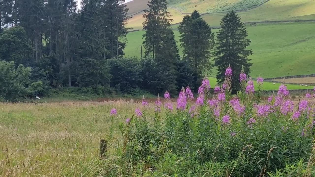 Countryside In Southern Scotland