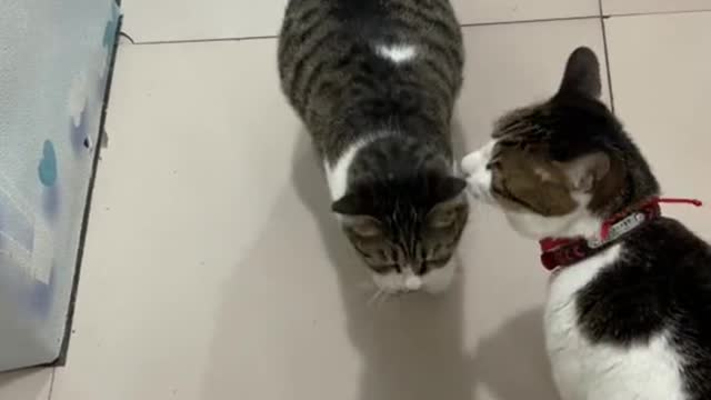 Go play together