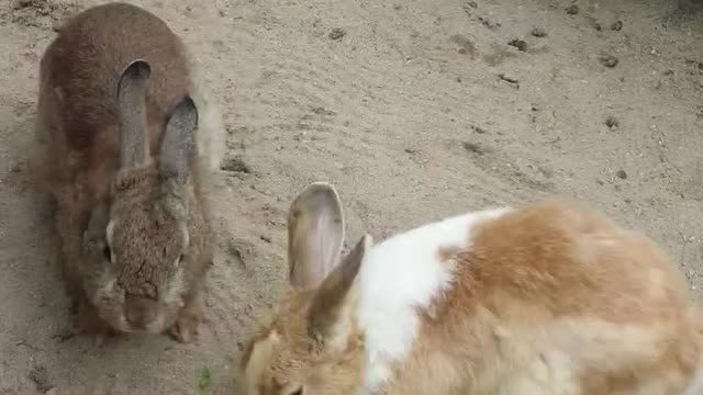 A rabbits eating carrots deliciously