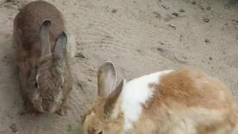 A rabbits eating carrots deliciously