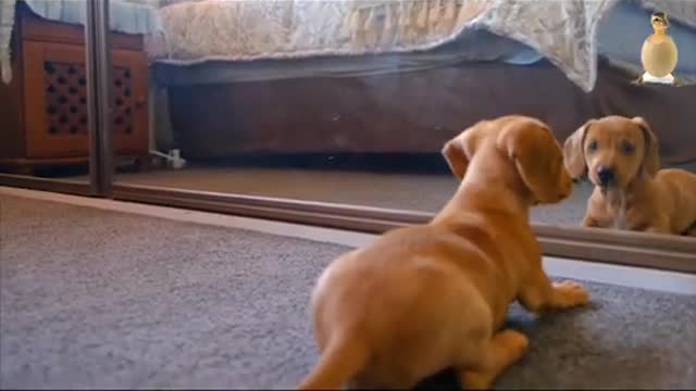 Dog in front of a mirror