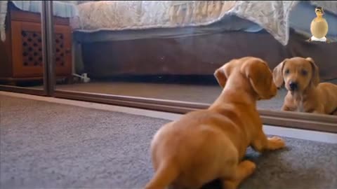 Dog in front of a mirror