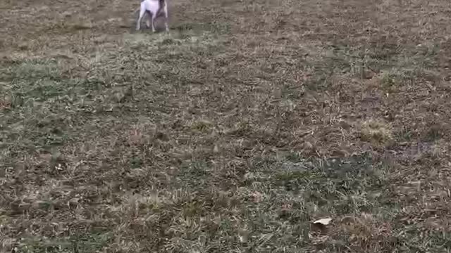 Pup running around the field